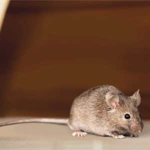 Keep Pests Out of Warehouse